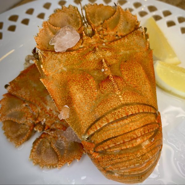 Moreton Bay Bug