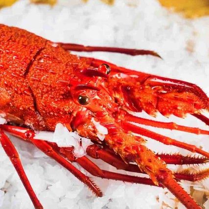 WA Rock Lobster WA Rock Lobster